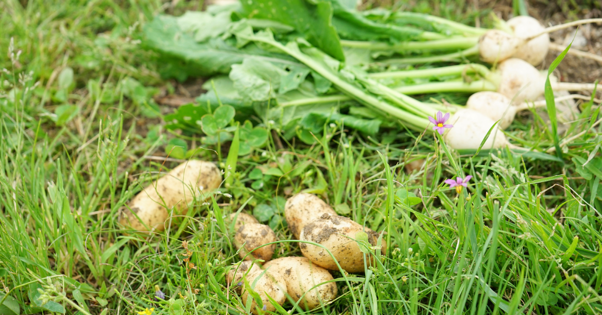 Les vols de fruits et légumes augmentent dans les exploitations agricoles Les vols de fruits et légumes augmentent dans les exploitations agricoles