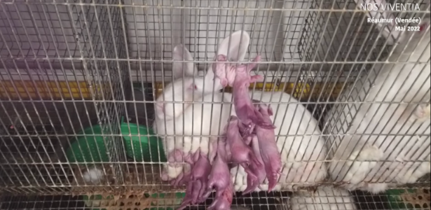 elevage intensif lapins
