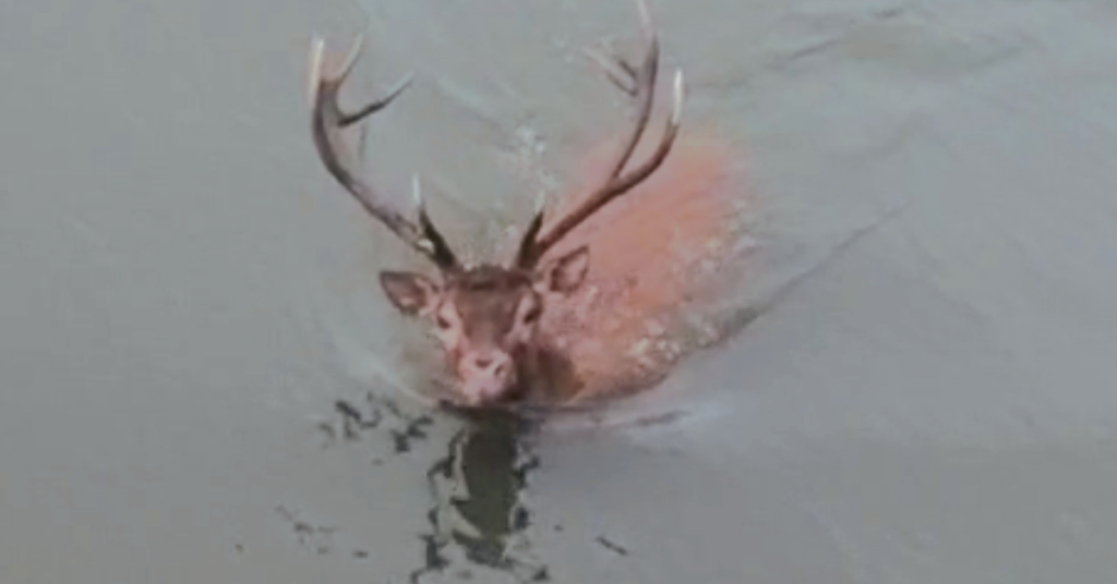 Pont-Sainte-Maxence : des chasseurs traquent un cerf au mépris de  l’arrêté municipal et de l’humanité