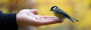Nourrir les oiseaux : attention à ces aliments souvent donnés et pourtant toxiques