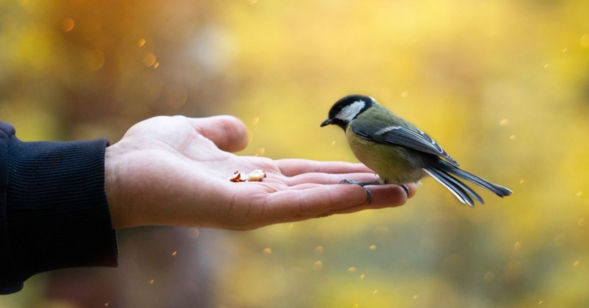 Nourrir les oiseaux : attention à ces aliments souvent donnés et pourtant toxiques