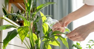 Arroser les plantes d'intérieur en hiver : 10 erreurs courantes qui les détruisent Arroser les plantes d'intérieur en hiver : 10 erreurs courantes qui les détruisent