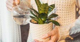 Arroser les plantes d’intérieur en hiver : 10 erreurs courantes qui les détruisent