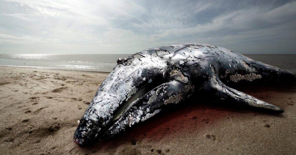 Que faire si on trouve un cétacé échoué sur une plage ?