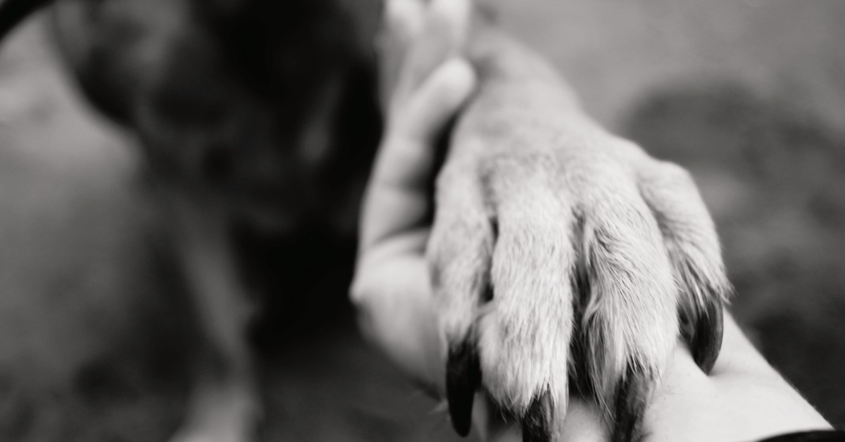 Être enterré avec les cendres de son animal de compagnie, 7 Français sur 10 y sont favorables Être enterré avec les cendres de son animal de compagnie, 7 Français sur 10 y sont favorables