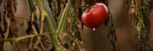 Que faire des pieds de tomates avant l’hiver : les arracher, les...