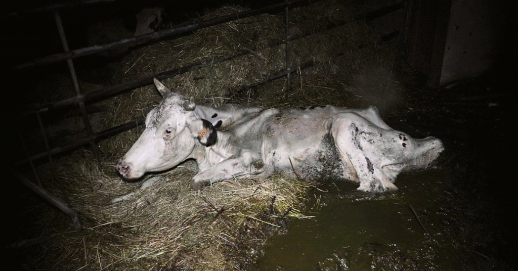 Maltraitance sur des vaches en Gironde : une enquête ouverte