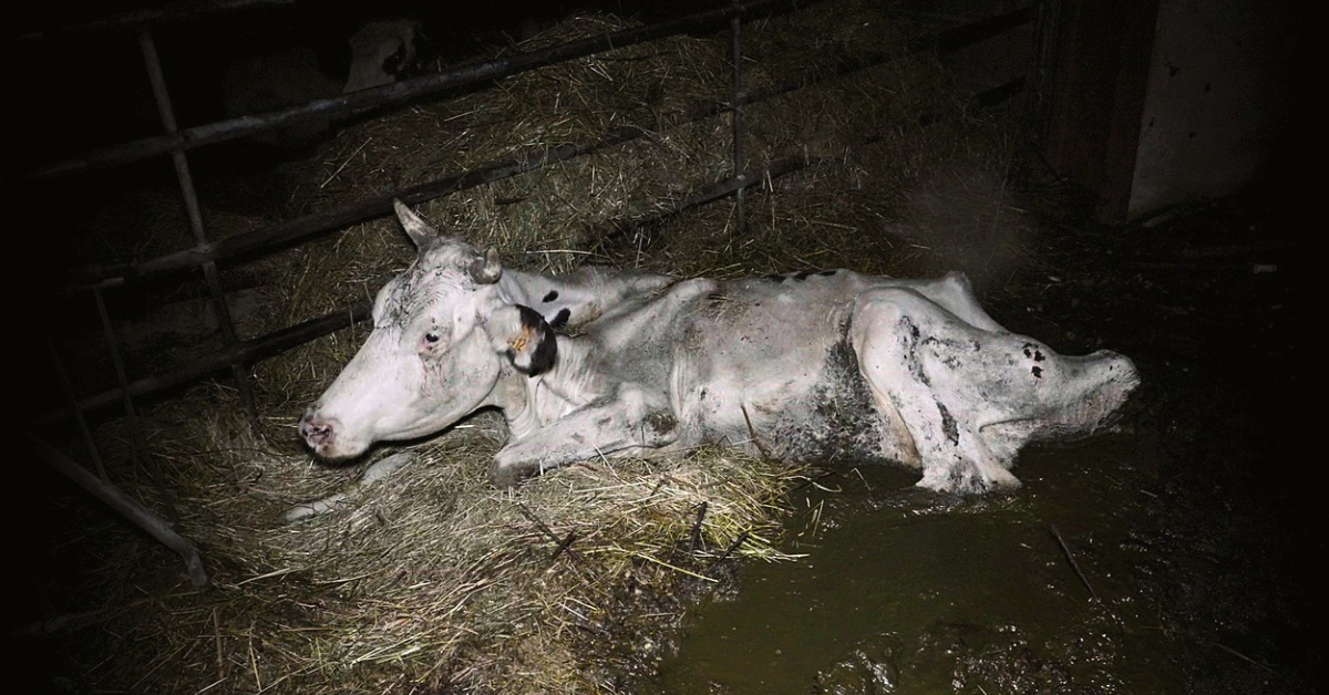 Maltraitance sur des vaches en Gironde : une enquête ouverte