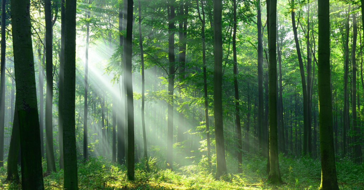 En Alsace, on pourra se faire enterrer dans une forêt cinéraire