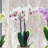 S'occuper d'une orchidée en hiver : arrosage, taille et autres conseils