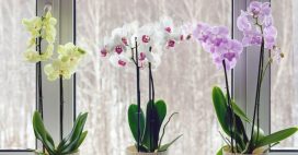 S’occuper d’une orchidée en hiver : arrosage, taille et autres conseils