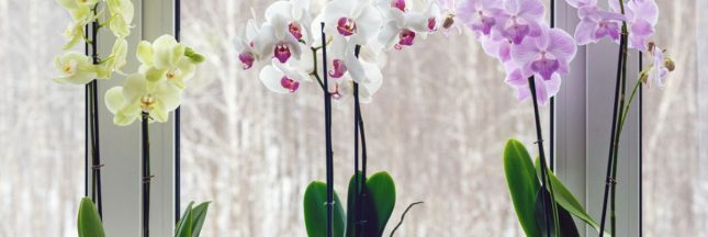 Garder les orchidées en hiver