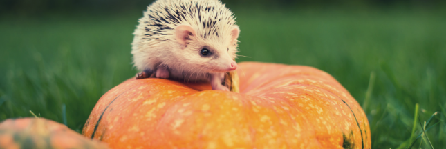 citrouille danger herisson