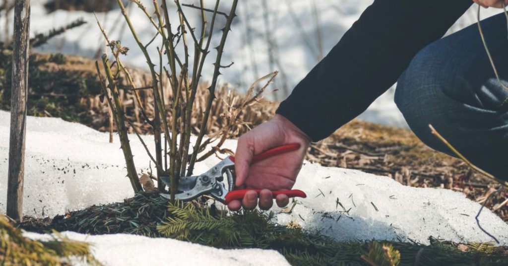 Jardiner en hiver : 8 erreurs courantes qui détruisent vos plantations