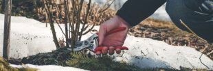 Jardiner en hiver : 8 erreurs courantes qui détruisent vos plantations