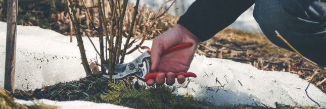 Les erreurs de jardinage courantes en hiver