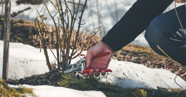 Jardiner en hiver : 8 erreurs courantes qui détruisent vos plantations