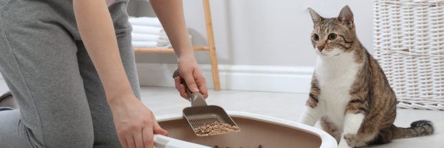Les litières pour chat économiques et écologiques