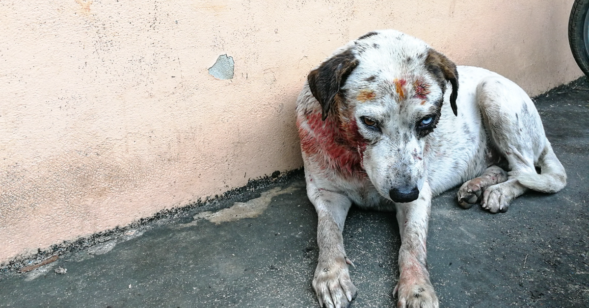 Maltraitance animale : forte augmentation des infractions, +30% en 5 ans