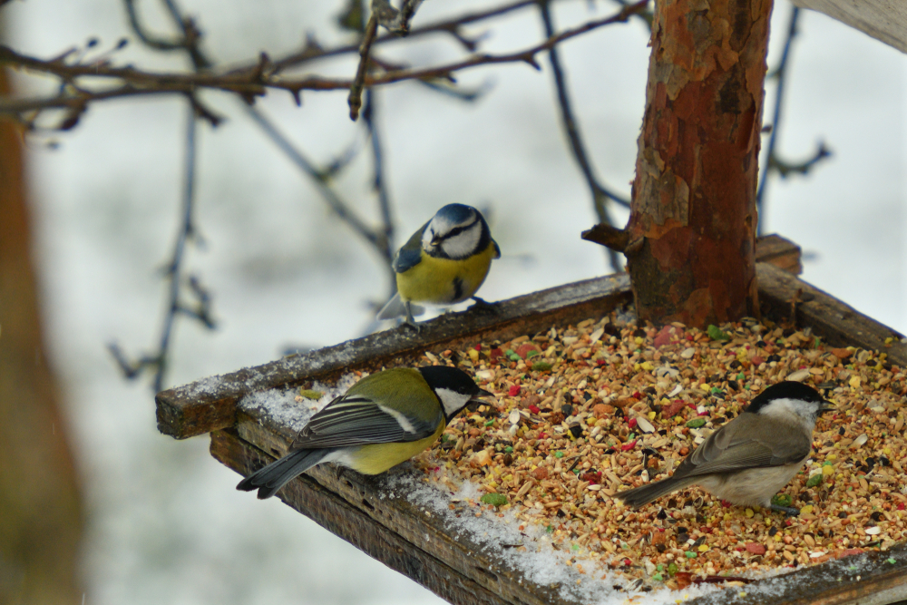 Nourrir les oiseaux en hiver : quels aliments ?