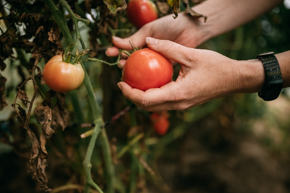 Faire mûrir ses tomates en fin de saison