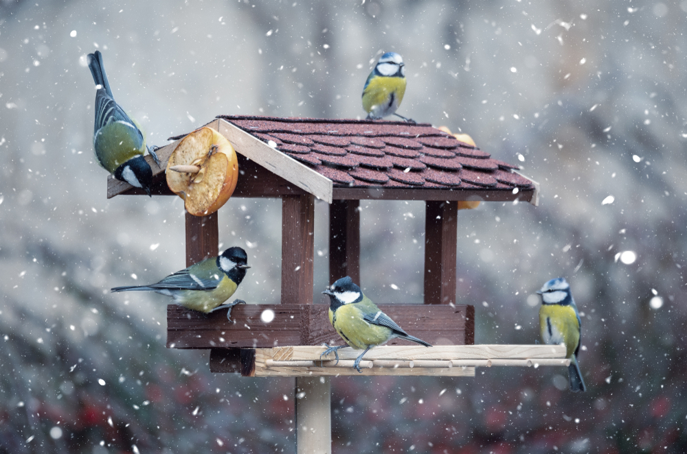 Nourrir les oiseaux en hiver