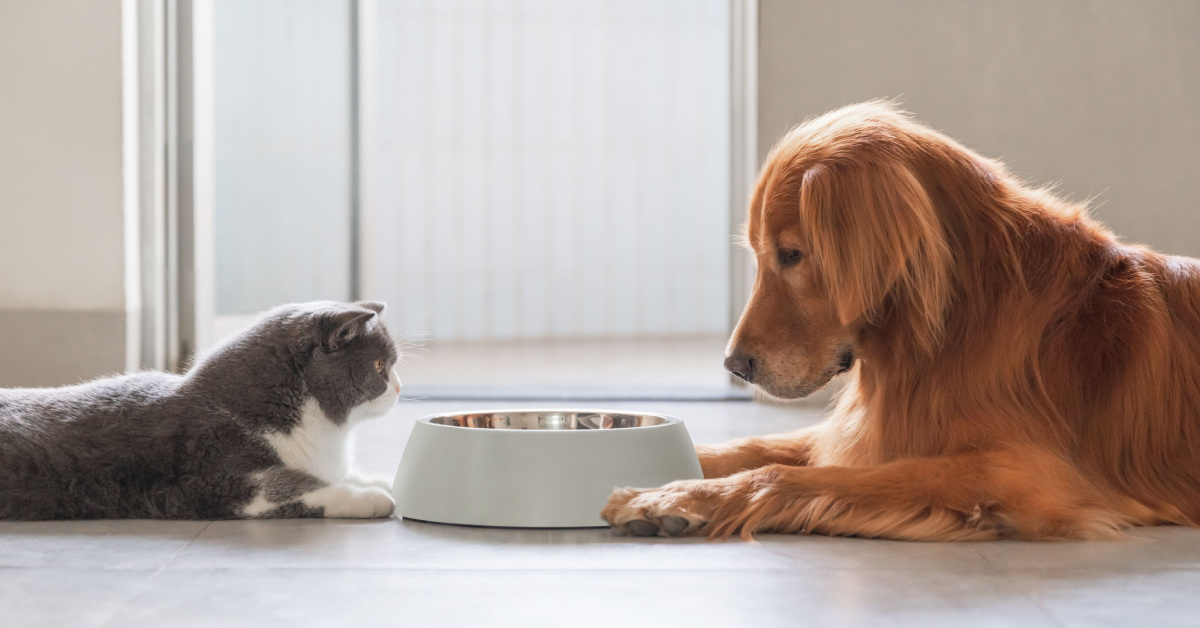 Flambée des prix et pénuries de croquettes et pâtées pour animaux Flambée des prix et pénuries de croquettes et pâtées pour animaux