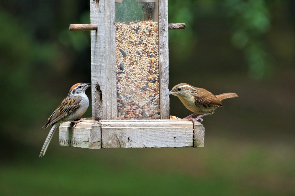 Comment nourrir les oiseaux sauvages ?