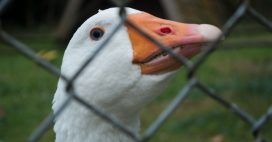 Bien-être animal : le roi Charles III interdit le foie gras