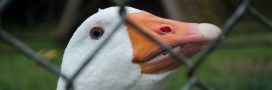 Bien-être animal : le roi Charles III interdit le foie gras