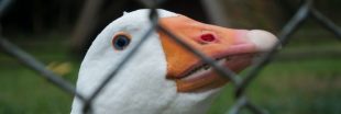 Bien-être animal : le roi Charles III interdit le foie gras
