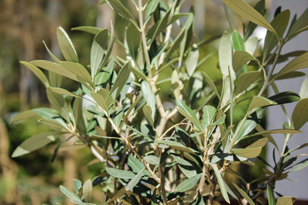 Protéger un olivier en pot en hiver