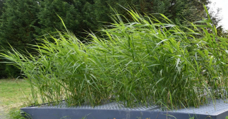 La phytoépuration : dépolluer les eaux usées avec des plantes