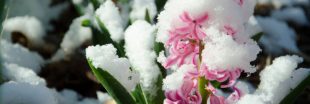 Ces plantes résistantes à l'hiver à planter dès novembre pour embellir jardins et balcons