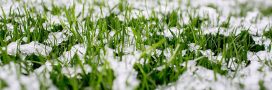 Préparer sa pelouse pour l'hiver : dernière tonte, engrais et autres conseils pour un beau gazon