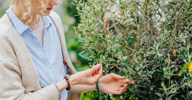 Protéger un olivier en pot durant l’hiver : ce qu’il ne faut pas oublier 