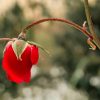 Préparer les rosiers pour l'hiver : 5 gestes essentiels à leur survie