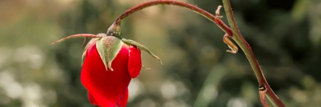 Protéger les rosiers en hiver