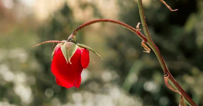 Préparer les rosiers pour l’hiver : 5 gestes essentiels à leur survie