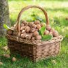 Récolter et conserver les noix et noisettes fraîches du jardin : tout savoir Récolter et conserver les noix et noisettes fraîches du jardin : tout savoir