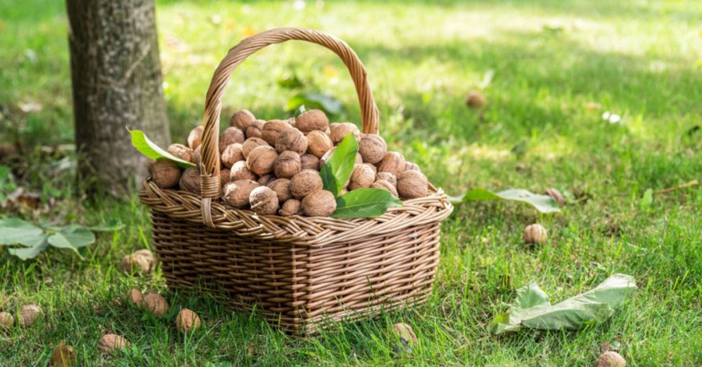 Récolter et conserver les noix et noisettes fraîches du jardin : tout savoir