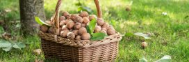 Récolter et conserver les noix et noisettes fraîches du jardin : tout savoir