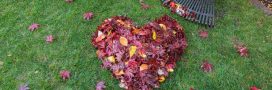 Préparer sa pelouse pour l'hiver : 5 astuces pour rénover son gazon en automne Préparer sa pelouse pour l'hiver : 5 astuces pour rénover son gazon en automne