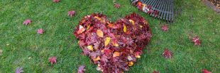 Préparer sa pelouse pour l'hiver : 5 astuces pour rénover son gazon en automne