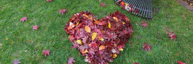 Rénover sa pelouse en automne