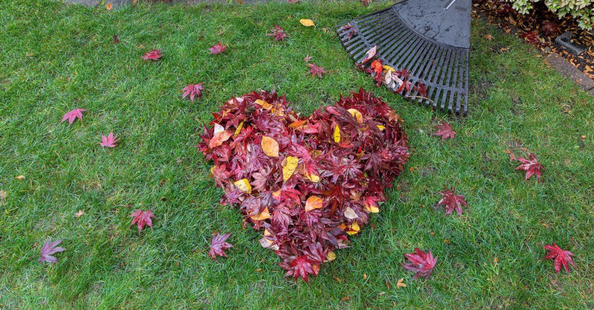 Préparer sa pelouse pour l'hiver : 5 astuces pour rénover son gazon en automne