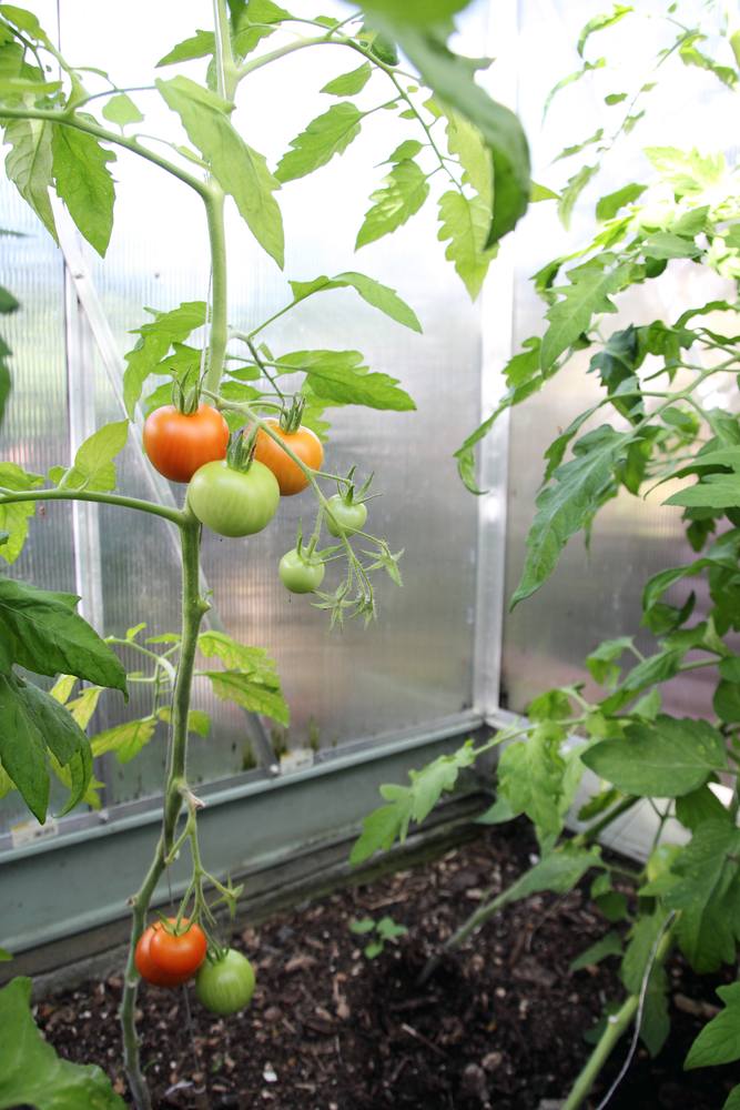 Que faire des pieds de tomates en hiver ?