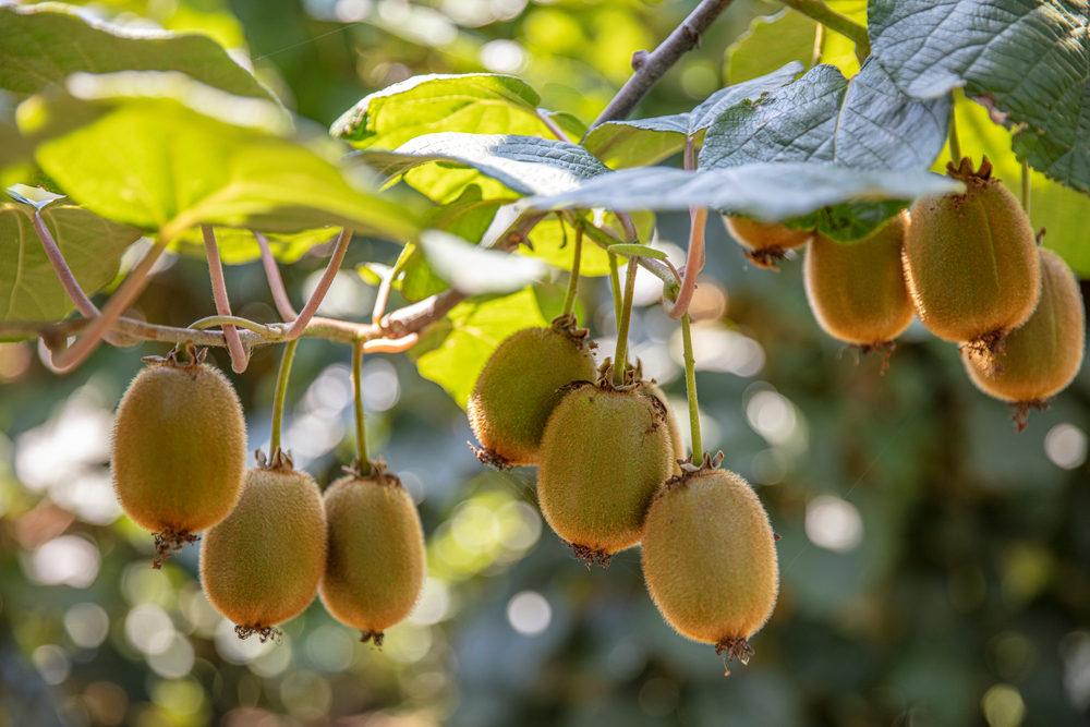 L'actinidia, plante à tailler en hiver