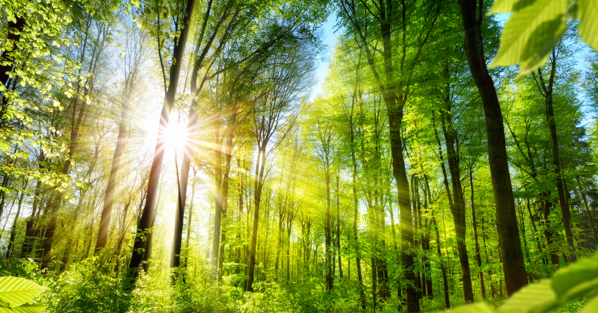 Pourquoi les arbres sont-ils en train de mourir ? Pourquoi les arbres sont-ils en train de mourir ?