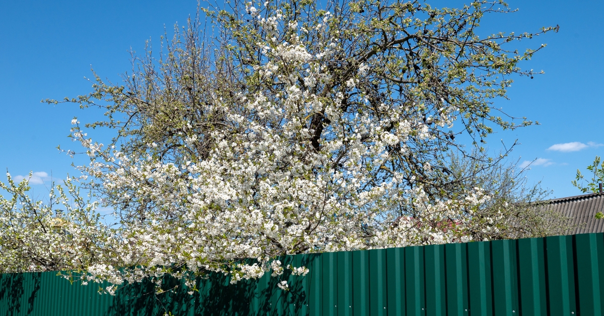 Que faire et ne surtout pas faire si les branches de votre voisin dépassent chez vous ? Que faire et ne surtout pas faire si les branches de votre voisin dépassent chez vous ?